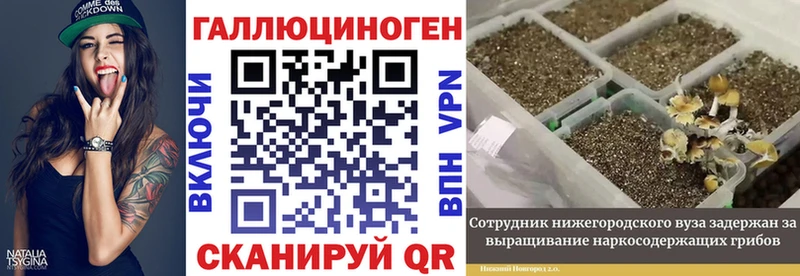 хочу наркоту  Шатура  Галлюциногенные грибы Psilocybe 